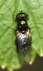 Microchrysa polita