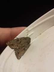 Apterogenum ypsillon