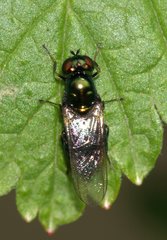 Microchrysa polita
