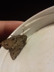 Apterogenum ypsillon