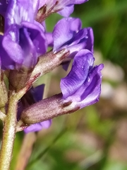 Oxytropis montana