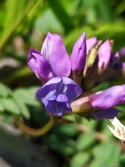 Oxytropis montana