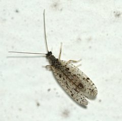 Micromus variegatus