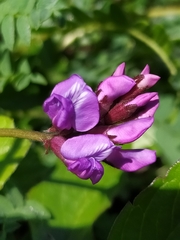Oxytropis montana