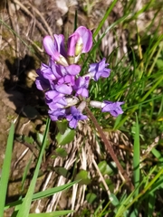 Oxytropis montana