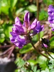 Oxytropis montana