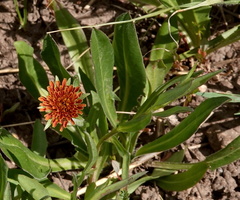 Agoseris aurantiaca