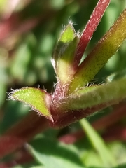 Oxytropis montana