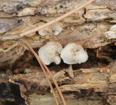Crepidotus vulgaris