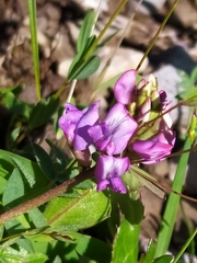 Oxytropis montana