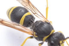 Ancistrocerus parietum