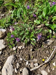 Oxytropis montana