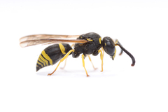 Ancistrocerus parietum