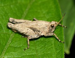 Tetrix undulata