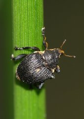 Mononychus punctumalbum