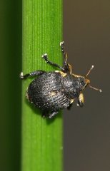 Mononychus punctumalbum