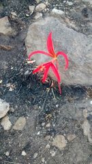 Sprekelia formosissima