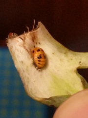 Harmonia axyridis