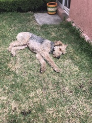 Canis familiaris