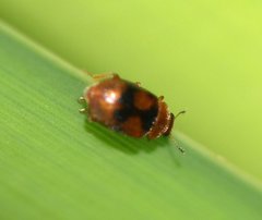 Coccidula scutellata