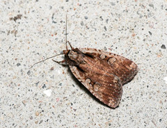 Eueretagrotis attentus