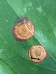 Acericecis ocellaris