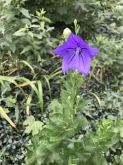 Platycodon