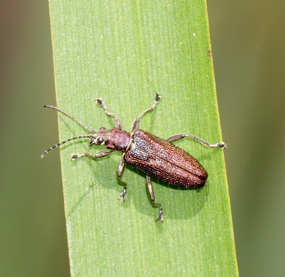 plain reed beetle