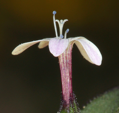 Collomia tracyi