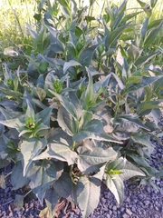 Rudbeckia occidentalis