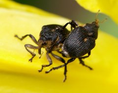 Mononychus punctumalbum