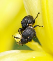 Mononychus punctumalbum