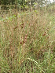 Juncus inflexus