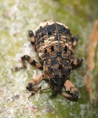 Cryptorhynchus lapathi