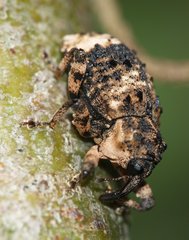 Cryptorhynchus lapathi