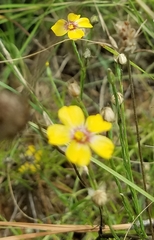 Linum rigidum