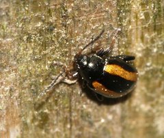 Phyllotreta undulata