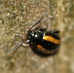 Phyllotreta undulata