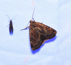 Cryptocala acadiensis