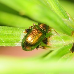 Crepidodera
