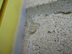 Protodeltote albidula