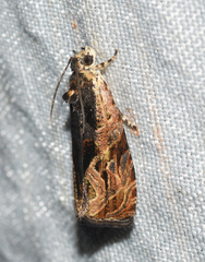 Olethreutes nigranum