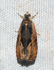 Olethreutes nigranum