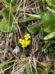 Draba ogilviensis