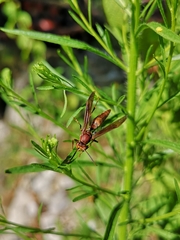 Polistes canadensis