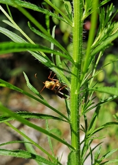 Polistes canadensis