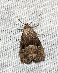 Hypenodes caducus