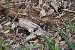 Cicindela punctulata punctulata