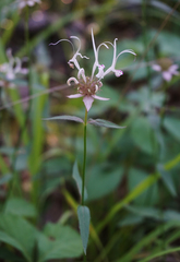Monarda russeliana
