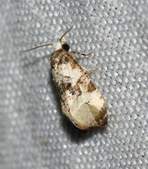 Phalonidia memoranda